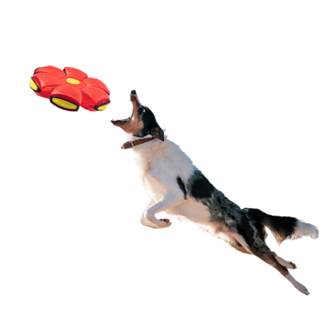 Dollar Pet™ Dog UFO Ball